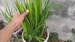 Plantar Arroz em Vaso: Guia Completo e Dicas Essenciais