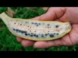 Banana com sementes juro que não tinha visto