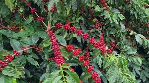 Café está caro? Aprenda a cultivar café em casa! | Band
