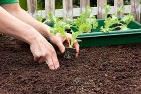 Plantar Rúcula Raiz: Guia Passo a Passo para o Cultivo