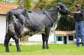 Vaca brasileira entra no livro dos recordes por produzir mais leite em um único dia - Revista Globo Rural | Planeta Bicho