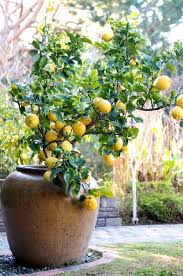 Dicas para Cultivar Árvores Frutíferas em Vasos! - Blog Mix Lar