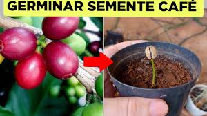 COMO GERMINAR SEMENTE DE CAFÉ PASSO A PASSO - MUITO FÁCIL