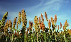 Como Plantar Sorgo para Silagem: Guia Completo
