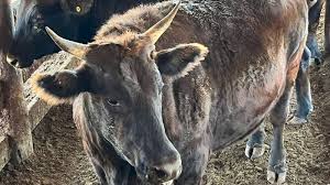 Angus, Brangus e Wagyu: tricross espetacular faz gadão jovem “muito diferente” com até 21,6 @ - Giro do Boi
