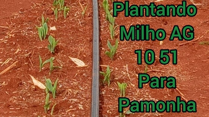 Plantando milho AG 10 51 para pamonha 🌽 manualmente ⛏