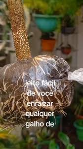 Como Enraizar Galhos de Frutíferas com Alporquia