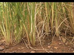 REVOLUÇÃO NA CULTURA DO ARROZ SEQUEIRO