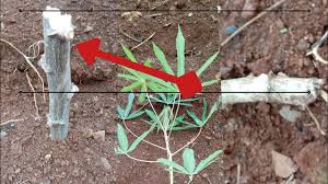 GUAL Á MELHOR MANEIRA DE PLANTAR MACAXEIRA, MANDIOCA OU AIPIM, com a maniva em pé ,ou deitada ??