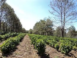 10 curiosidades do pé de café | Agro Estadão