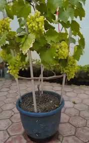 Como plantar uva em vaso: guia completo com dicas e benefícios para a saúde