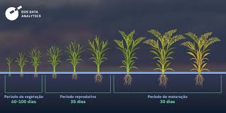 Plantação De Arroz: Como Сultivar, Manejo E Colheita