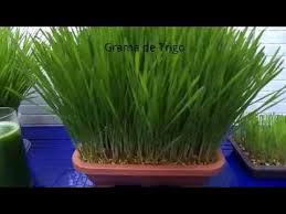 COMO PLANTAR GRAMA DE TRIGO