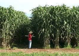 Como Plantar Sorgo Manual: Guia Passo a Passo