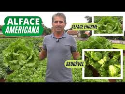PLANTIO DE ALFACE AMERICANA: VOCÊ SABE A MANEIRA CORRETA DE CULTIVAR? - YouTube