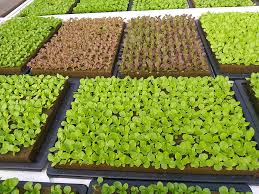 Semeadura de hortaliças em Green-up - Green-up - Cultivando qualidade em suas mudas