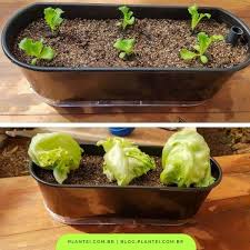 ALFACE EM VASO: COMO CULTIVAR - TrappTrapp