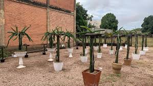 Conexão Verde: Veja como plantar pitaya em vaso e ter o fruto em sua casa | Rondônia | G1