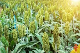 Confira as vantagens de se plantar sorgo | Cursos a Distância CPT