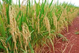 Como produzir arroz com baixo consumo de água : Revista Pesquisa Fapesp