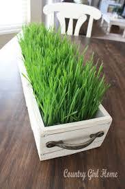 Plantar Trigo em Vaso: Guia Completo e Dicas Essenciais