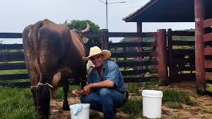 Como pear uma vaca. - YouTube