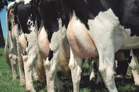 7 passos para aumentar a produção de leite bovino - Boi Saúde