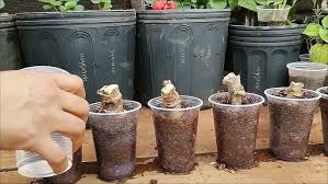 O JEITO MAIS FÁCIL DE PLANTAR MANDIOCA - APRENDA AGORA - VIDA VERDE SISTEMAS SUSTENTÁVEIS