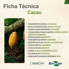 Muda de Cacau