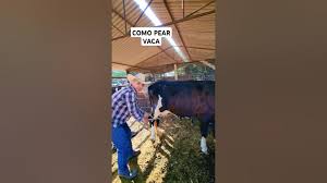 COMO PIAR (PEAR) VACA LEITEIRA