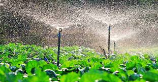 Sistema de irrigação: O que é e Cuidados - Horticeres Sementes