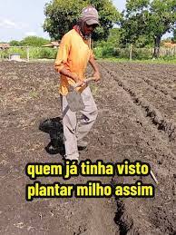 Como Plantar Milho na Enxada: Guia Prático para sua Roça