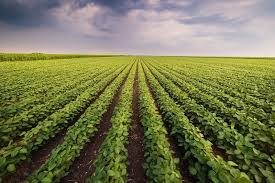 As principais técnicas de manejo para uma plantação de soja perfeita - FisioAgri