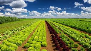 Dicas para o cultivo de hortaliças com o uso de novas tecnologias - Clube do Gado - Soluções para Agronegócio, com aumento de produtividade garantido