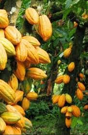 Plantio de Cacau da Fruta: Guia Passo a Passo
