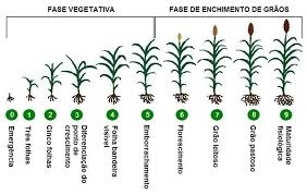 Plantio de Sorgo: Tudo o que você precisa saber sobre a cultura