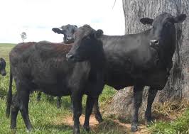 Resultados de cruzamentos: Nelore x F1 Angus e Angus x F1 Angus no Acre – Crossbreeding