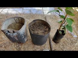 Como plantar Pimenta do Reino em VASO - YouTube