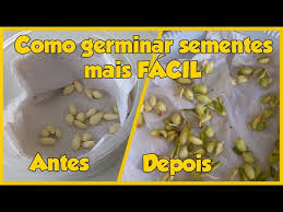 Como germinar semente de laranja mais fácil! (Vídeo atualizado na descrição⬇️⬇️)