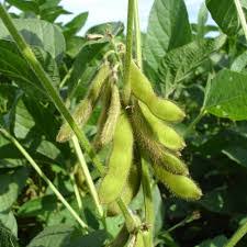 Plantar Soja no Quintal: Guia Passo a Passo