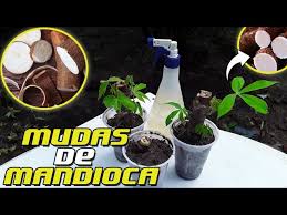 Como FAZER MUDAS De (Mandioca Ou Macaxeira) EM COPOS DESCARTÁVEIS Pela Maniva - YouTube