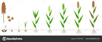Ciclo do Sorgo: Entenda as Etapas Essenciais