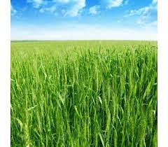 Plantação de Trigo Verde: Guia e Cuidados Essenciais