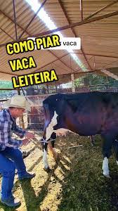 Como Piar Vaca: Entenda o Mugido e Bem-Estar Animal
