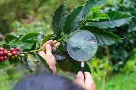 Plantação de café: passo a passo para um cultivo de sucesso - Adufértil