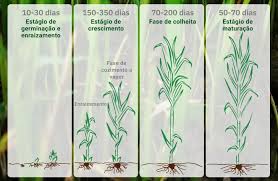 Como Plantar Cana De Açúcar: Técnicas E Métodos Do Cultivo