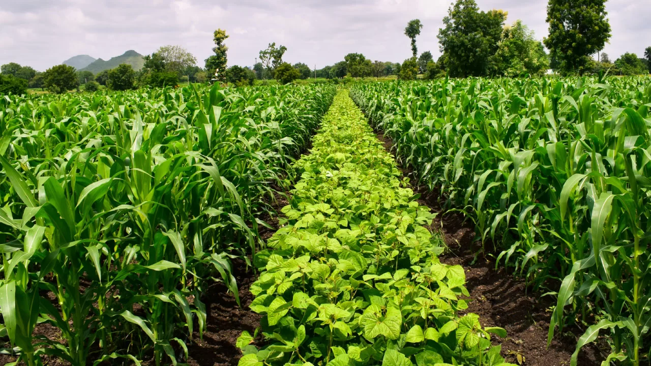 Rotação de culturas: melhoras práticas para o cultivo