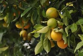 Como plantar laranja? Aprenda a cultivar a fruta em casa! | Petz