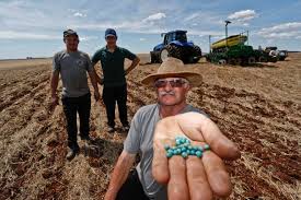 Rio Grande do Sul também antecipa plantio de soja