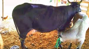 Como se pia uma vaca🤔!!